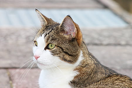 black and brown fur cat thumbnail
