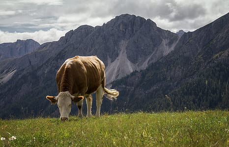 White and Brown Cow Nearby Mountains thumbnail