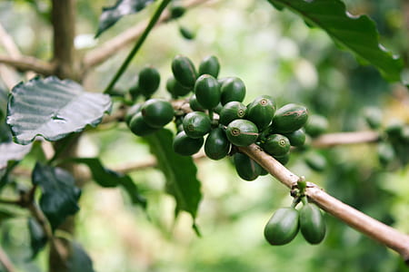 green fruit lot thumbnail
