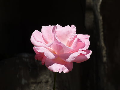 selective focus photography of pink petaled flower thumbnail