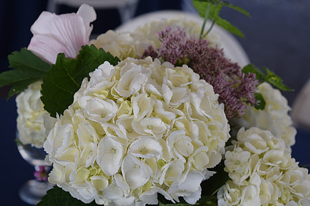 Hydrangea, Wedding Flowers thumbnail