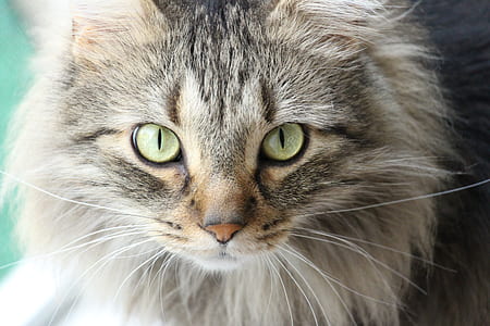 long-haired gray cat thumbnail