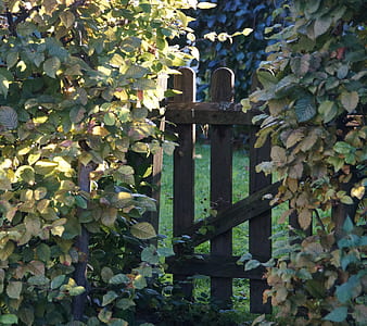 brown wooden fence surrounded by green leafed plants thumbnail