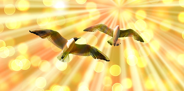 two gray birds of flight thumbnail