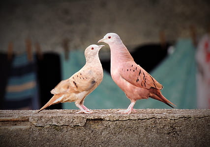 two brown birds facing each other thumbnail