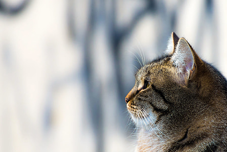 selective focus photo of brown tabby cat thumbnail