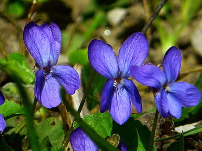 selective focus photography of purple petaled flower in bloom thumbnail