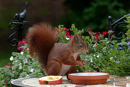 shallow focus photography of brown skunk near green leaved plant during daytime thumbnail