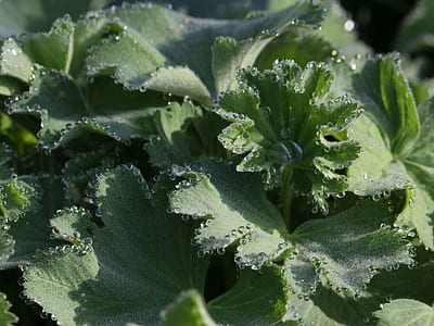 green leafed plant with water dew thumbnail