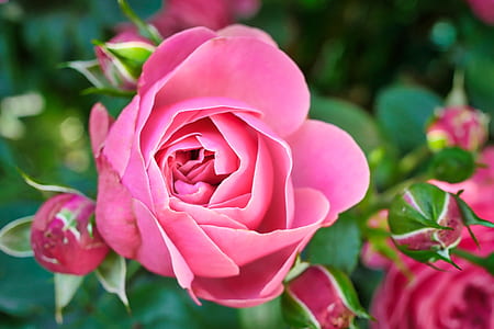 tilt shift photography of pink rose thumbnail