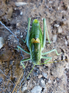Gut Insect, Grasshopper thumbnail