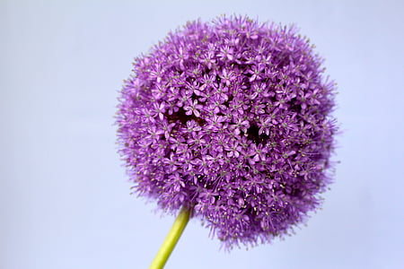 purple allium closeup photography thumbnail