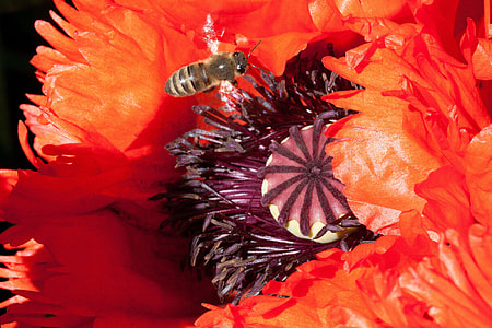 Ornamental Poppies, Half Rosette Plant thumbnail
