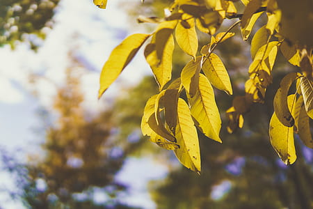 selective focus photo of green leaf tree thumbnail
