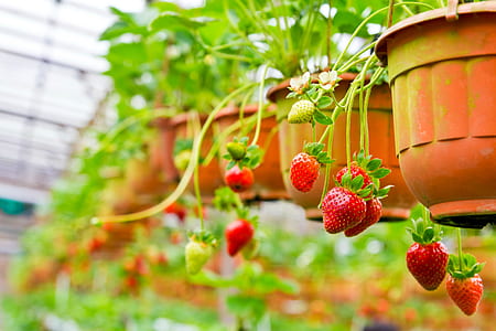 selective focus photography of strawberry thumbnail
