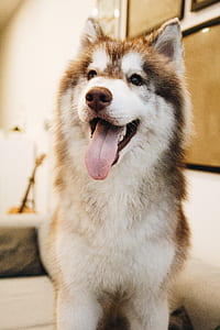 animal, dog, pet, cute thumbnail