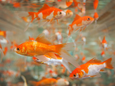 orange-and- silver fishes in under water photography thumbnail