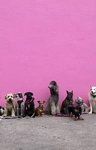 dog, pink, los angeles, wall thumbnail