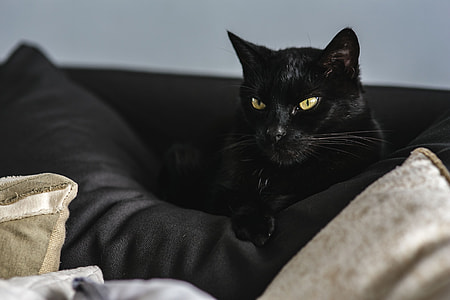 Cat Portrait thumbnail