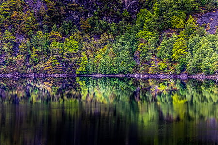 Panoramic Photography of Trees thumbnail