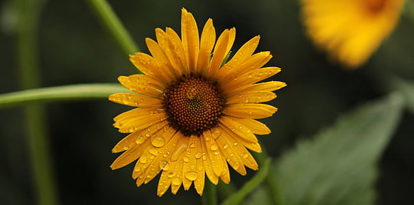 shallow focus photography of yellow sunflower thumbnail