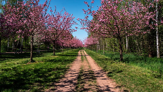 photography of pathway surrounded with cherry blossom trees thumbnail
