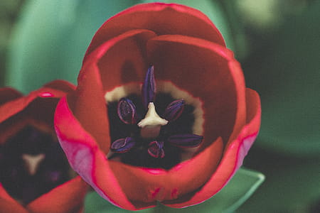 Macro Shot Photography of Red and Purple Rose thumbnail