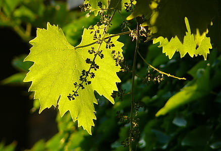 green leaves near leaves thumbnail