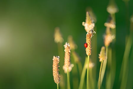 selective macro photography of ladybug perched on brown grass thumbnail
