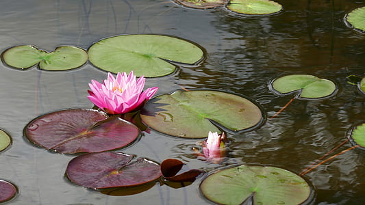 pink lotus flower and lily pods on body of water thumbnail