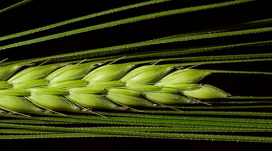 green plant thumbnail