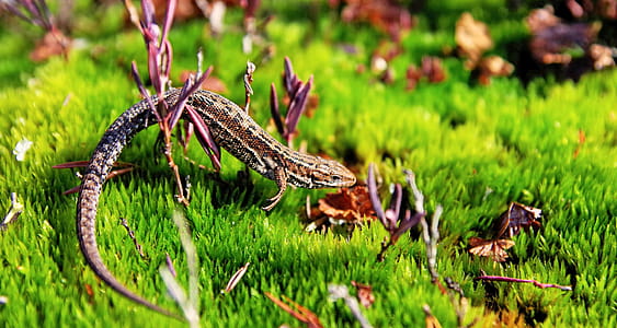 Brown Gecko in Green Open Field thumbnail