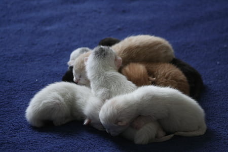 litter of puppies thumbnail