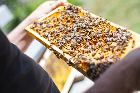 person holding artificial bee hive thumbnail