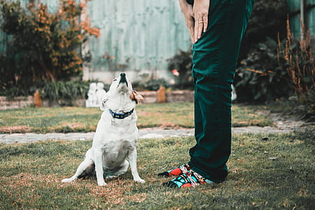 Man Standing Beside Dog On Green Grass thumbnail