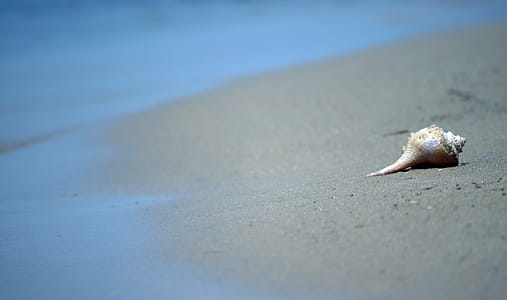 isolated seashell on the beach with extra room for text thumbnail