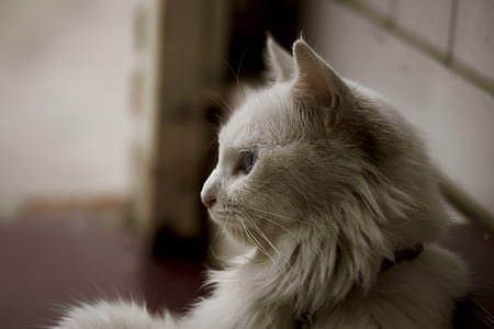White Long Coat Cat thumbnail