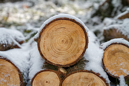 pile of firewoods thumbnail