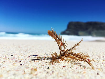 selective focus photo of brown leaf on sand thumbnail