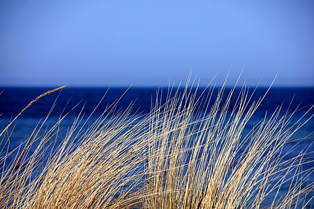 macro photography of brown grass during daytime thumbnail