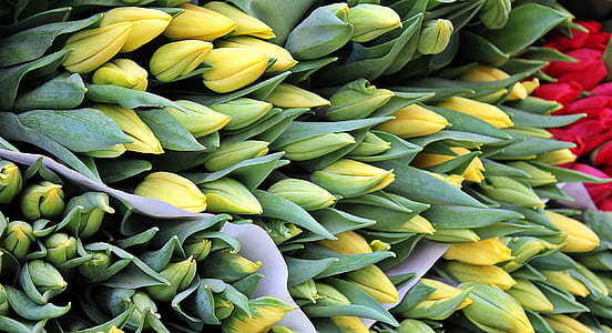 fill the frame photography of flowers thumbnail