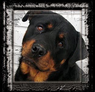 adult black and tan rottweiler thumbnail