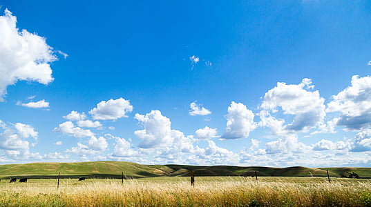 green grass field thumbnail