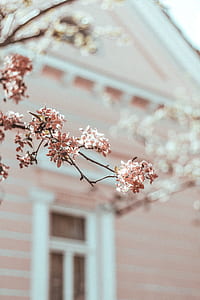 pink cherry blossom tree in selective focus photo thumbnail