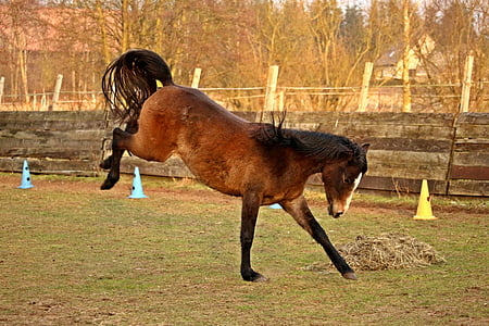 brown horse near road cone during daytime thumbnail