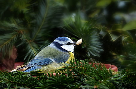 bird on plate thumbnail