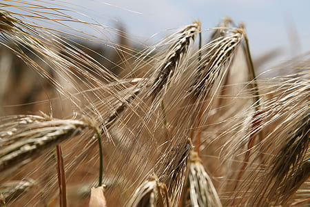 close-up photo of malt plant thumbnail