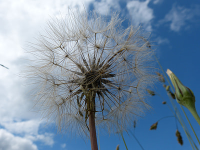 Dandelion, Sky thumbnail