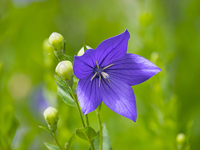 close up photography of purple petaled flower at daytime thumbnail