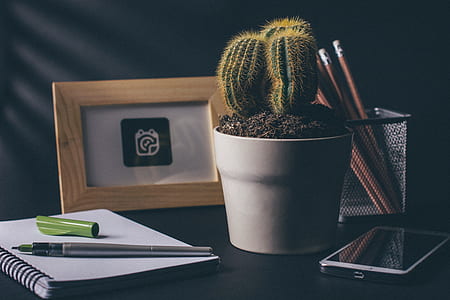 cactus on white vase near photo frame thumbnail